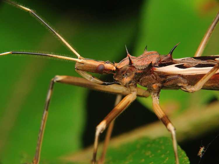 10. The Assassin Bug “The Vampire”