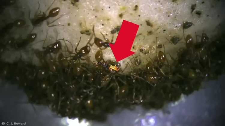army ants feeding queen ant