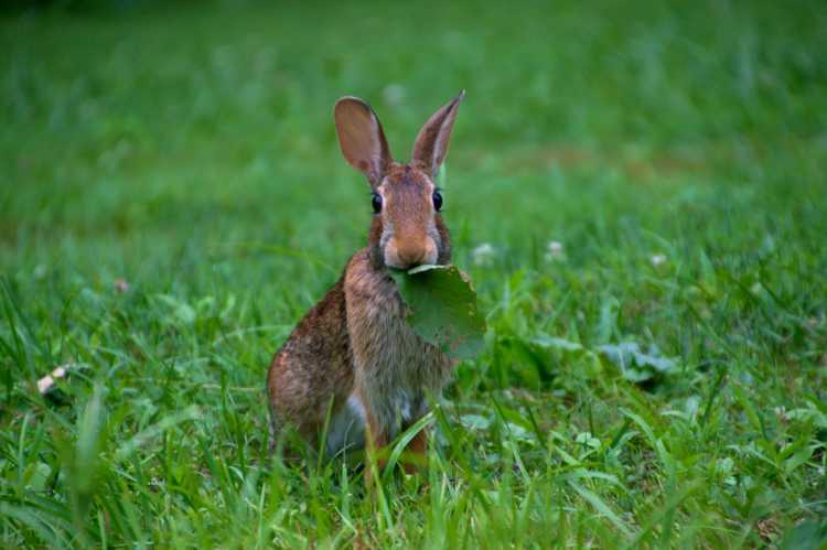 rabbit eating leaf