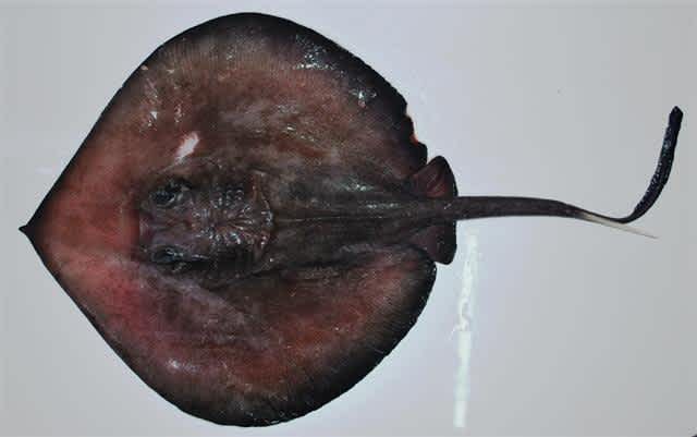 stingray tail