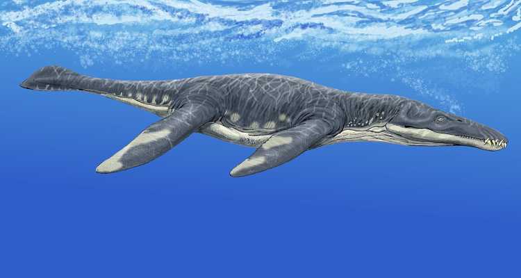 Largest Sea Creatures that EVER Existed Liopleurodon
