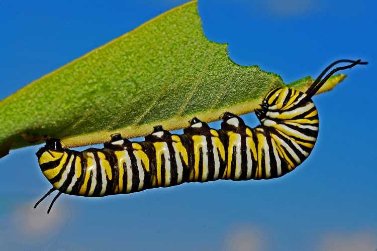 caterpillar eating feeding on leaves larvae