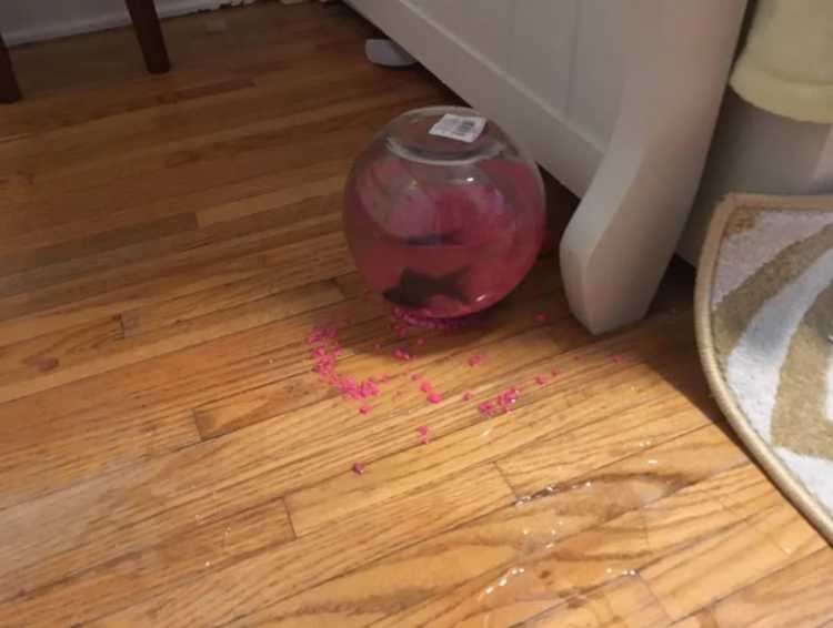 cat knocked my daughter’s fish bowl off the dresser