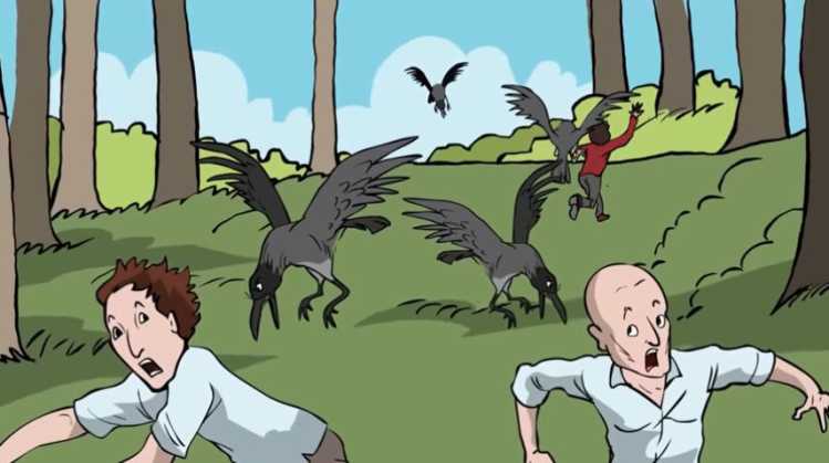crows attacking humans researchers