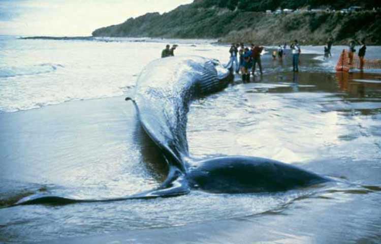 Balaenoptera musculus, blue whale 1992 Victoria stranding