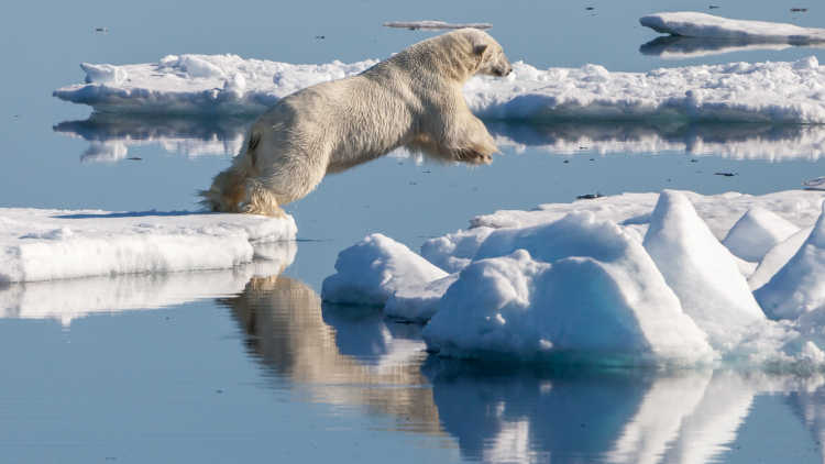 Polar bear (Ursus maritimus) in the drift ice region north of Svalbard