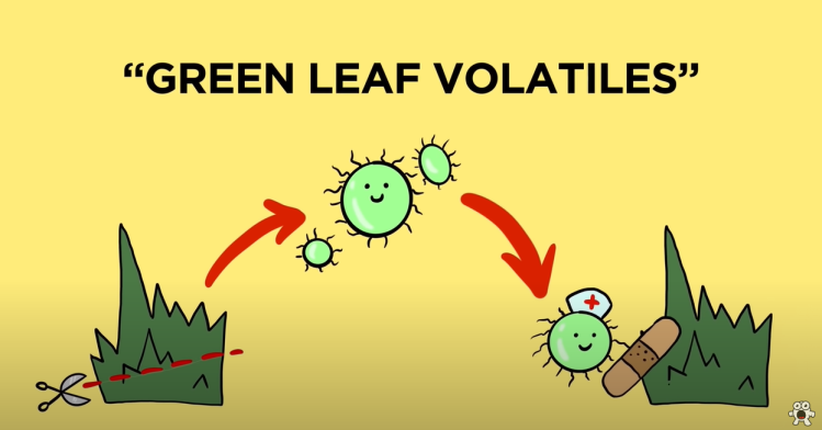 green leaf volatiles