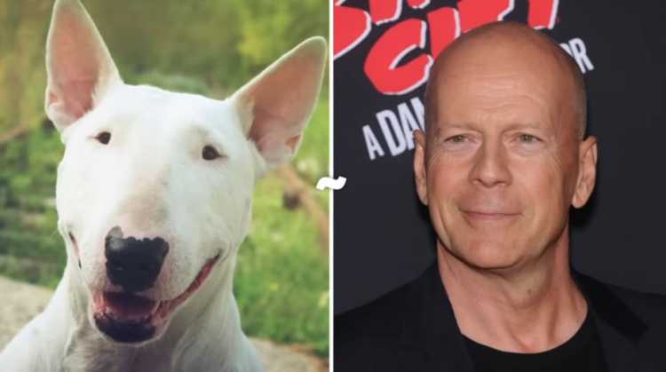 Bruce Willis lookalike Bull Terrier