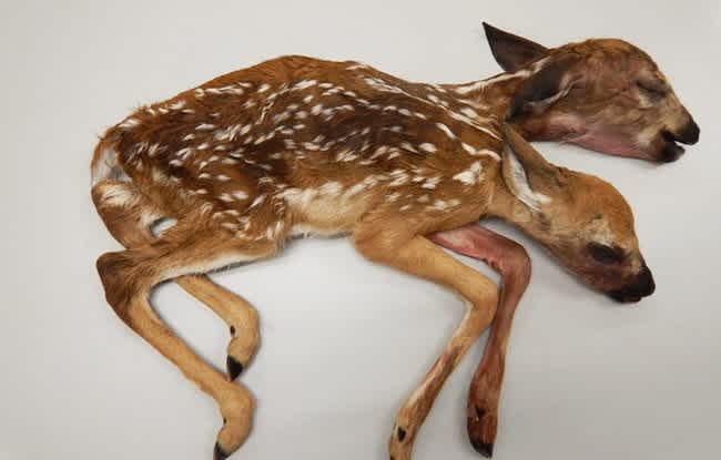 conjoined white-tailed fawns