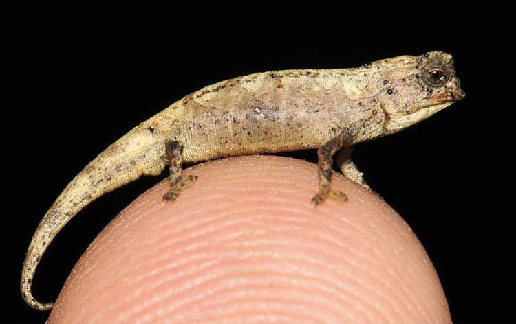 Brookesia nana