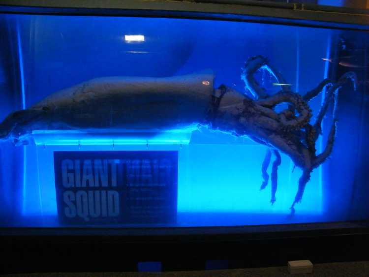 Largest Sea Creatures that EVER Existed Giant Squid