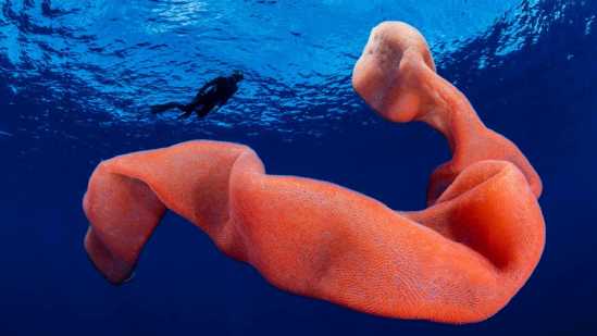 Amazing Underwater Discoveries