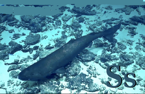 sleeper shark