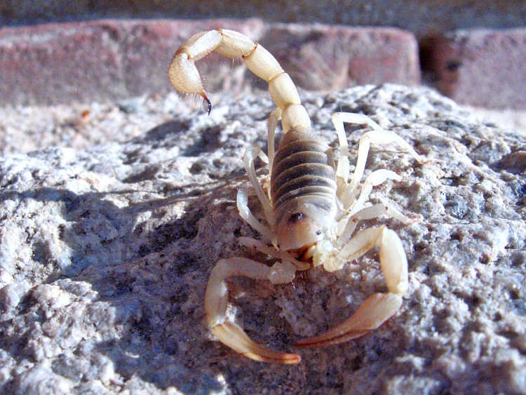 Desert Sand Scorpion giant Arizona desert hairy scorpion