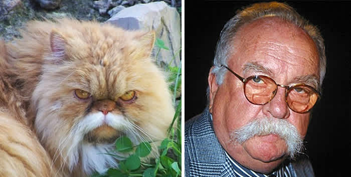 Wilford Brimley lookalike cat