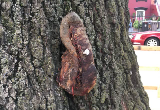Creepiest Things Found in the Woods Tongues Nailed to Trees