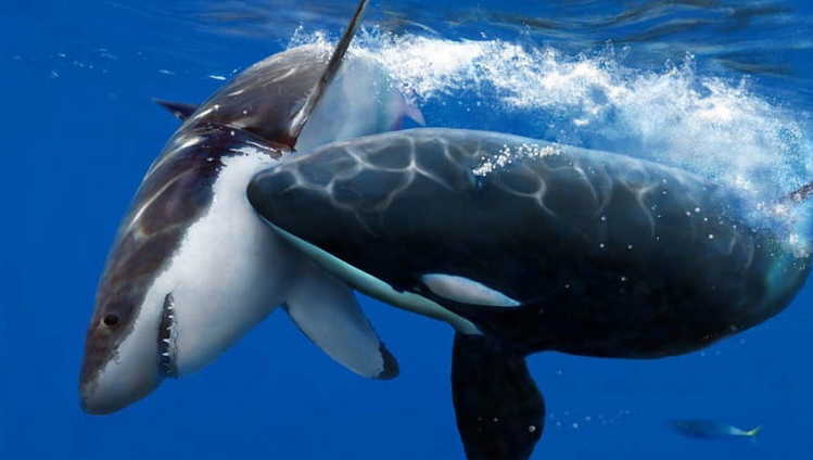 orca vs white shark
