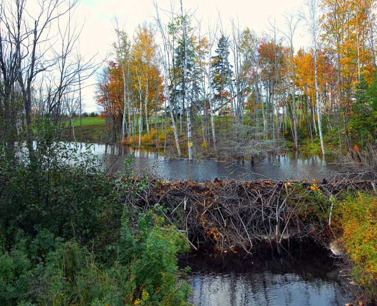 beaver dam river