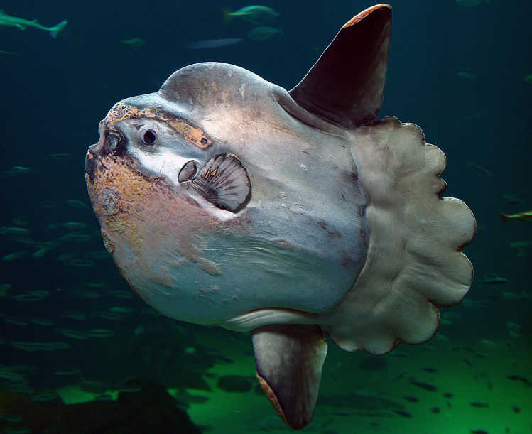 sunfish