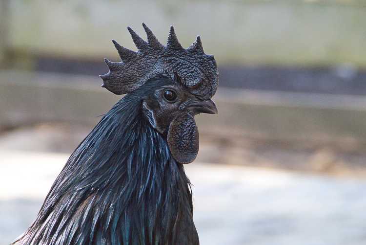 Ayam Cemani Black Chicken