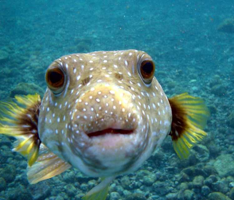 puffer fish