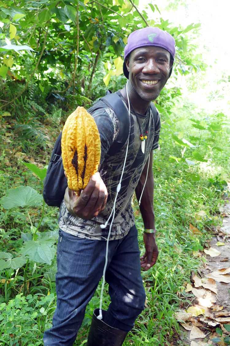 Cacao farmer