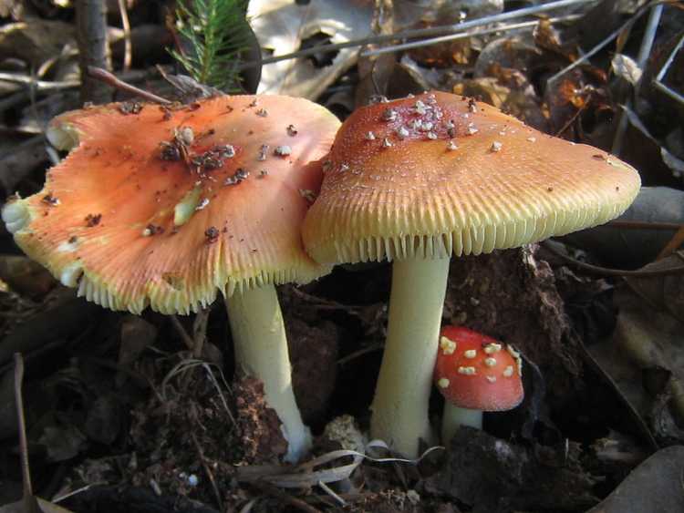 Amanita parcivolvata amatoxin mushrooms