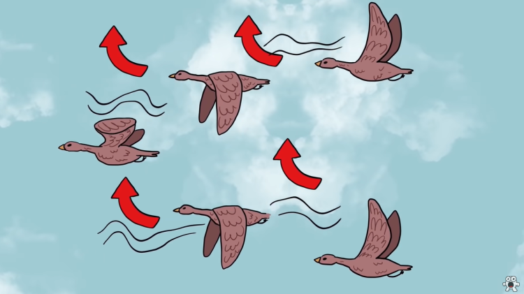 Why do birds fly in a V-formation?