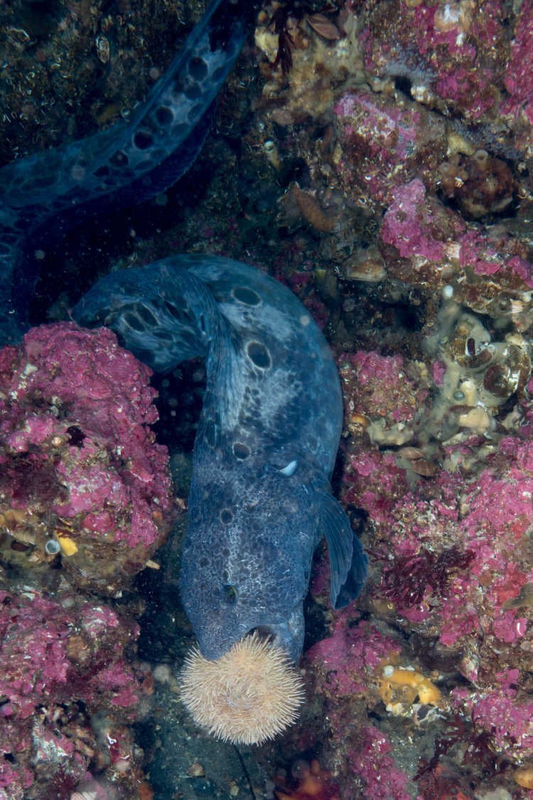 Wolf eel eating a sea urchin