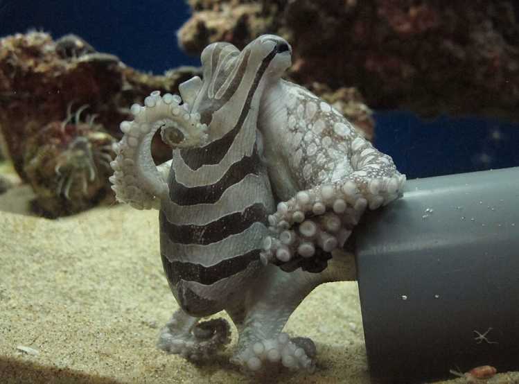 16. Pacific Striped Octopus