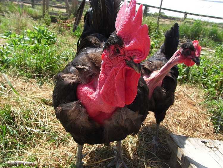 Transylvanian Naked Neck Chicken Churkey Turken
