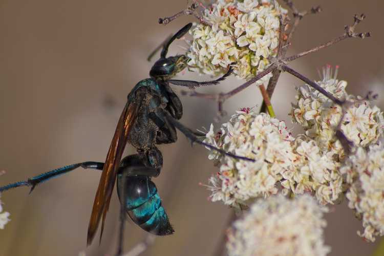 Dangerous Bugs Tarantula Hawk Wasp