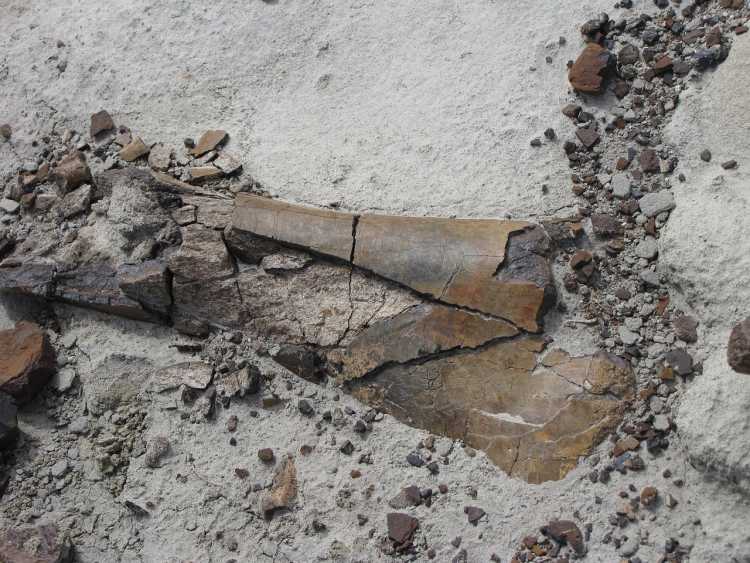 Farmer’s Mysterious Discovery of Large Bones