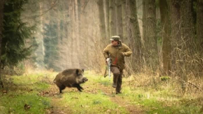 wild boar chasing hunter human hunter becomes hunted