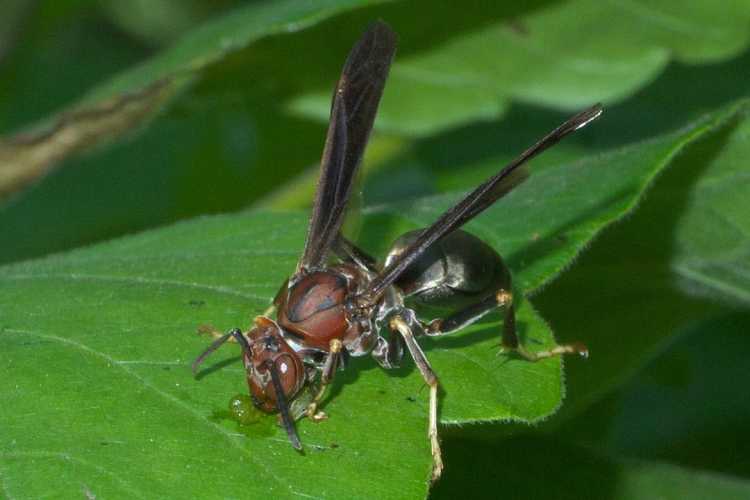 Dangerous Bugs Metricus Paper Wasp