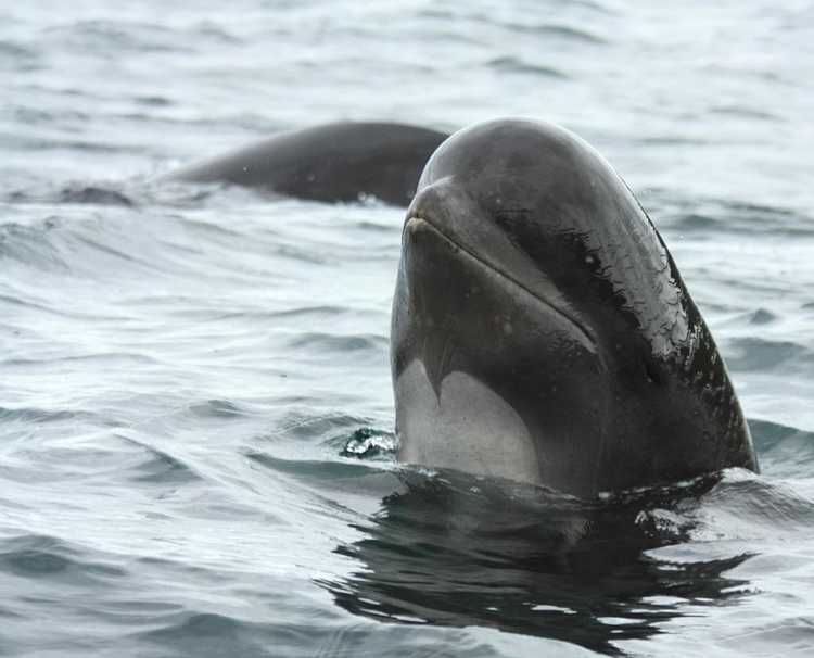 pilot whale