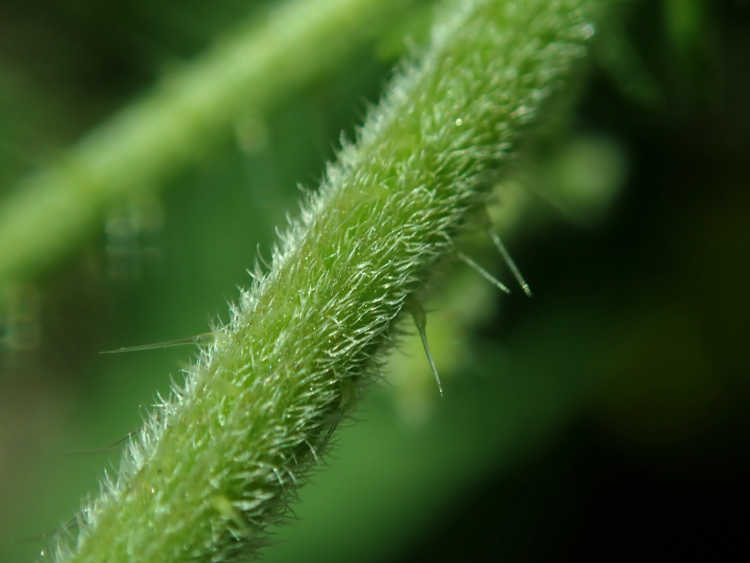 Urtica dioica formic acid