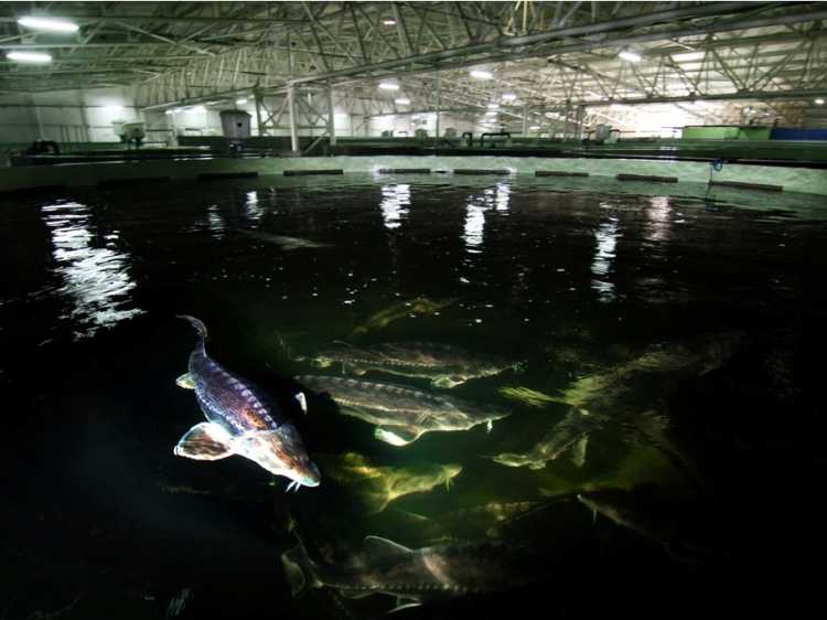 sturgeon farm