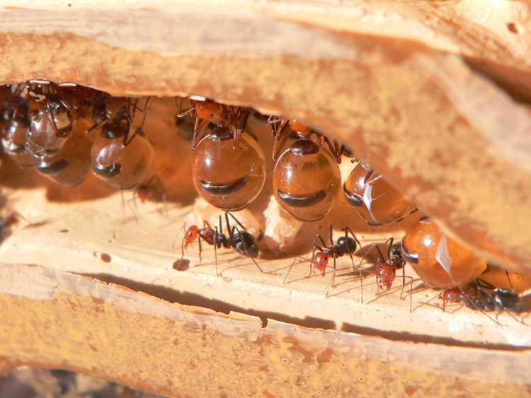 18. Honeypot Ants