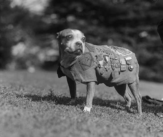 Sergeant Stubby wearing military uniform and decorations