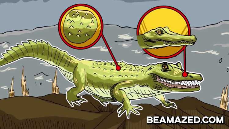 Supposedly Extinct Animals People Have Caught On Camera The Rio Apaporis Caiman 