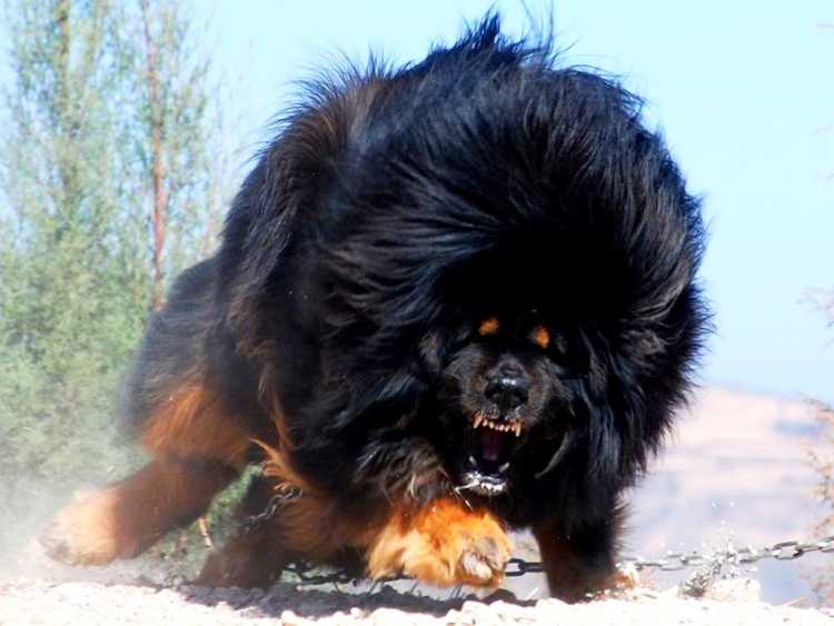 Angry tibetan mastiff