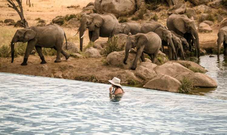 Most Amazing Pools In the World Safari Park Pools