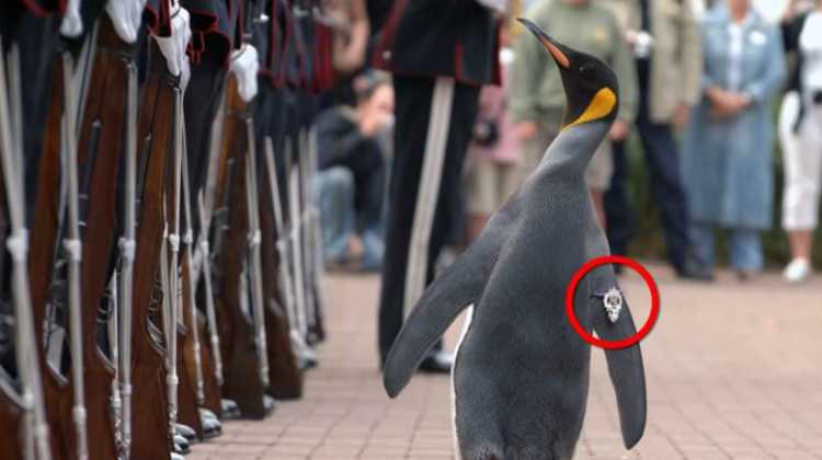 Crazy Absurd Maps Norway Knighting a Penguin