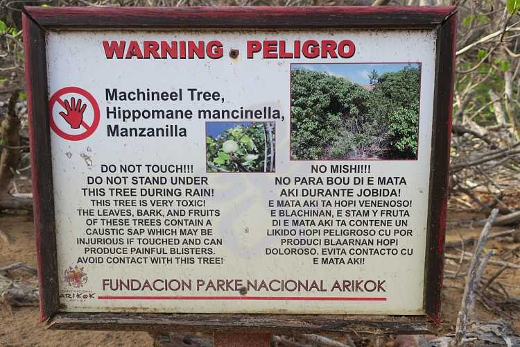 Manchineel Tree warning