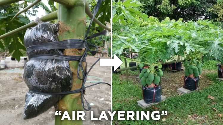 Air Layering