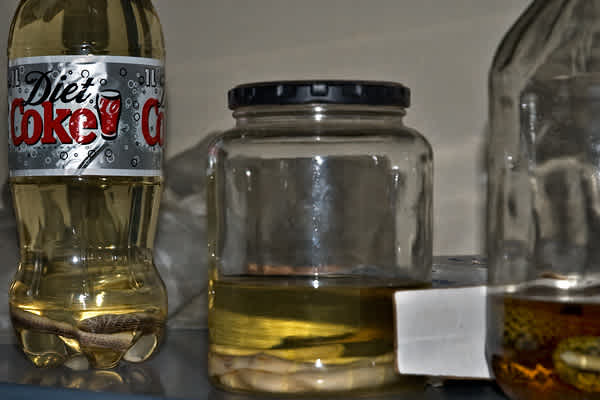 Disney’s Lost Worlds Discovery Island snakes preserved in jars