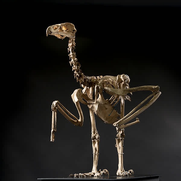 Haast’s Eagle skeleton