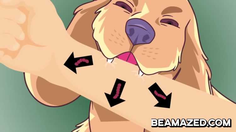 dog bites spread bacteria