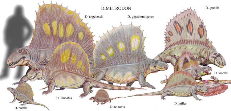 Dimetrodon species